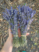 Load image into Gallery viewer, Dried Organic Lavender Bundle
