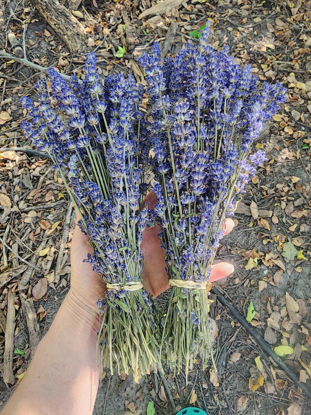 Dried Organic Lavender Bundles